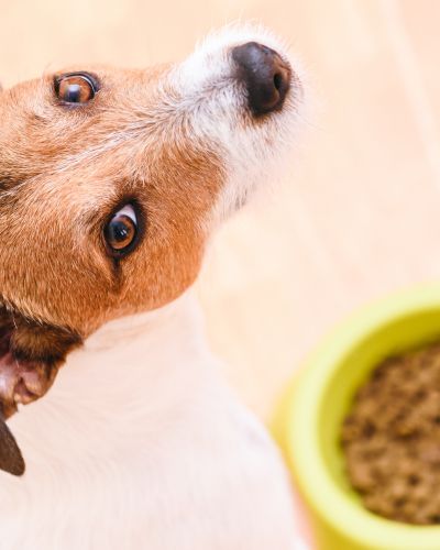 Evermore dog food outlet recalls